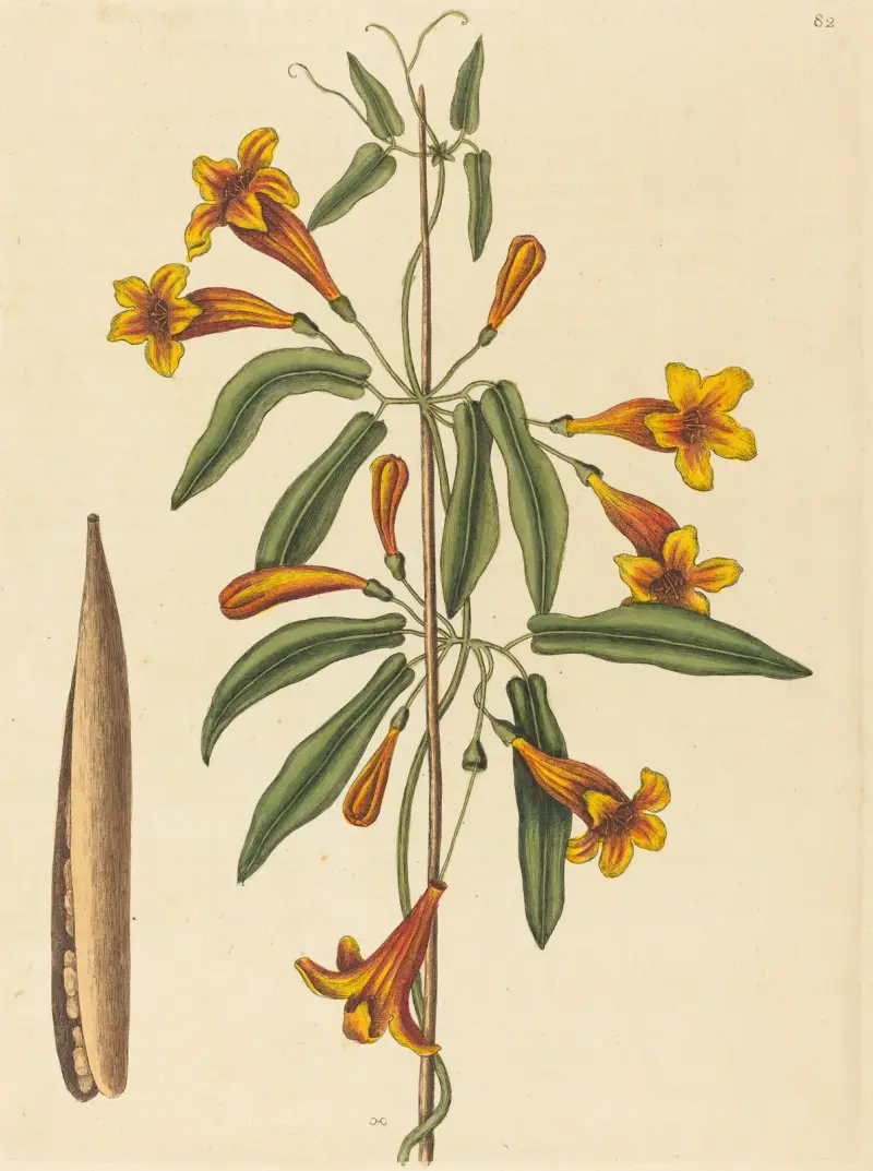 Křížolist (Bignonia capreolata), Mark Catesby