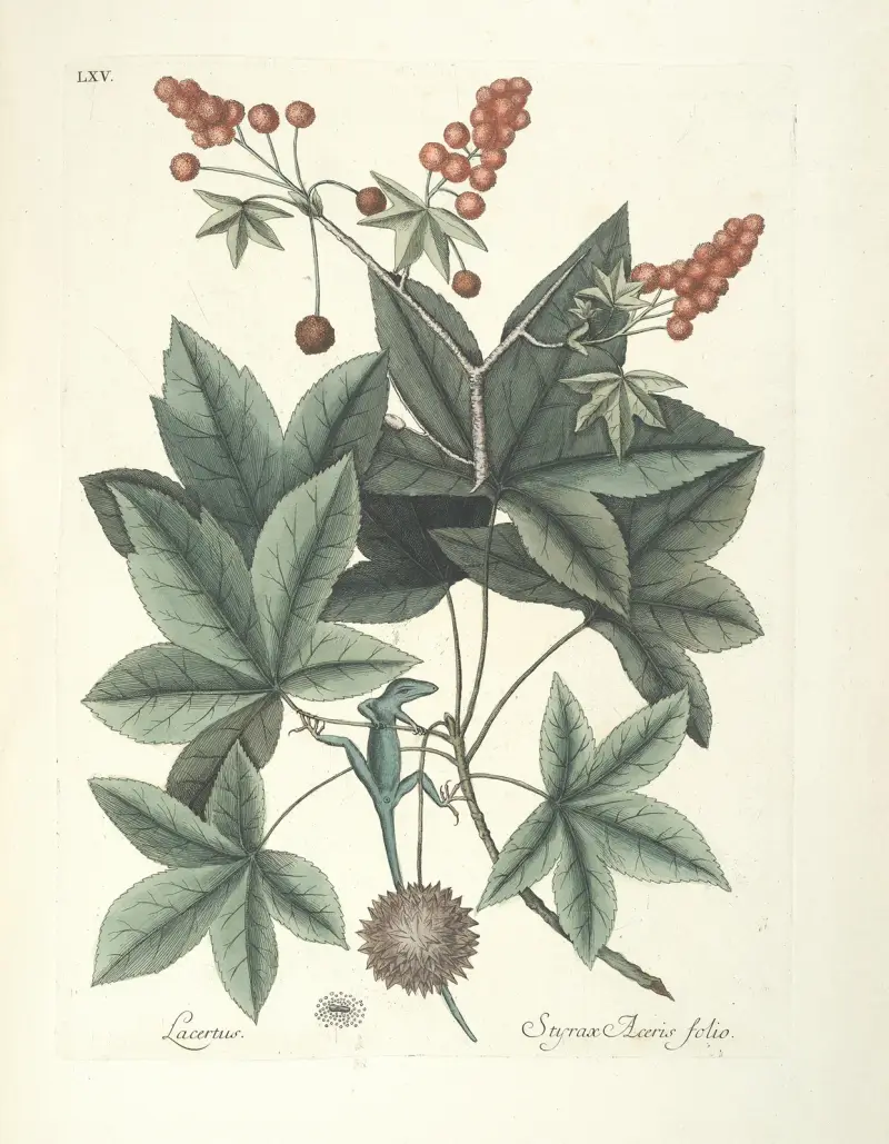 Piscium, serpentum, insectorum, aliorumque nonnullorum animalum nec non plantarum quarundam imagines Pl.065 av Mark Catesby