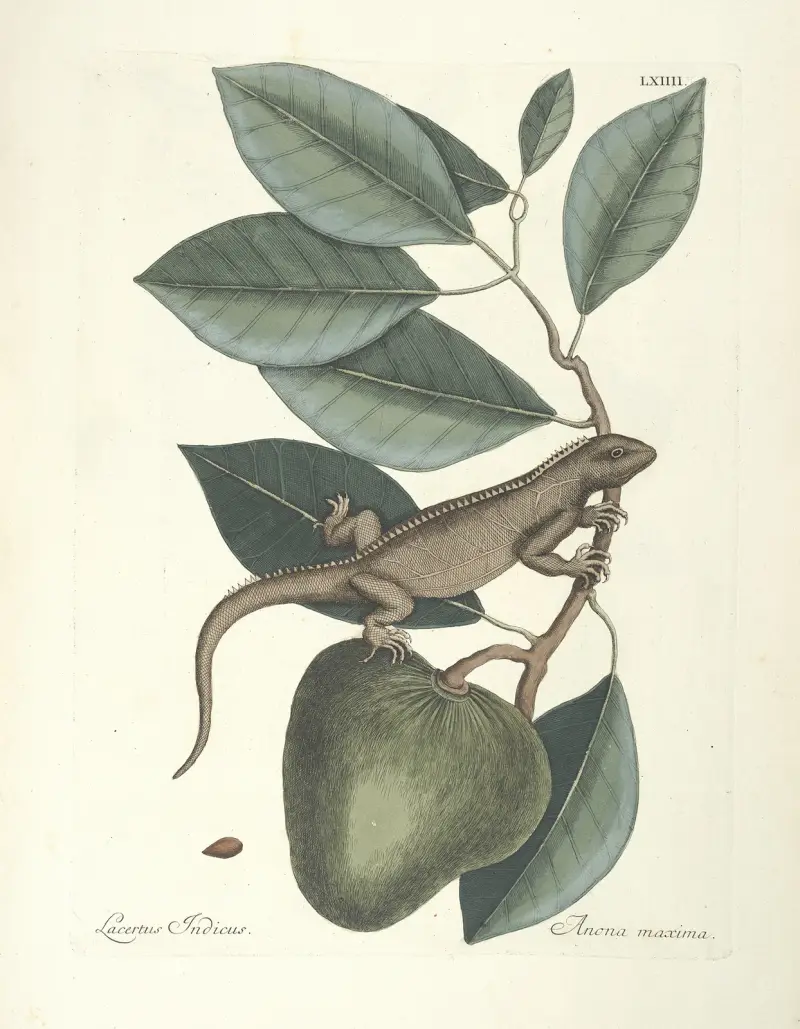 Piscium, serpentum, insectorum, aliorumque nonnullorum animalum nec non plantarum quarundam imagines Pl.064 av Mark Catesby
