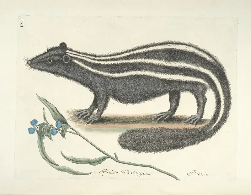 Piscium, serpentum, insectorum, aliorumque nonnullorum animalum nec non plantarum quarundam imagines Pl.062 av Mark Catesby