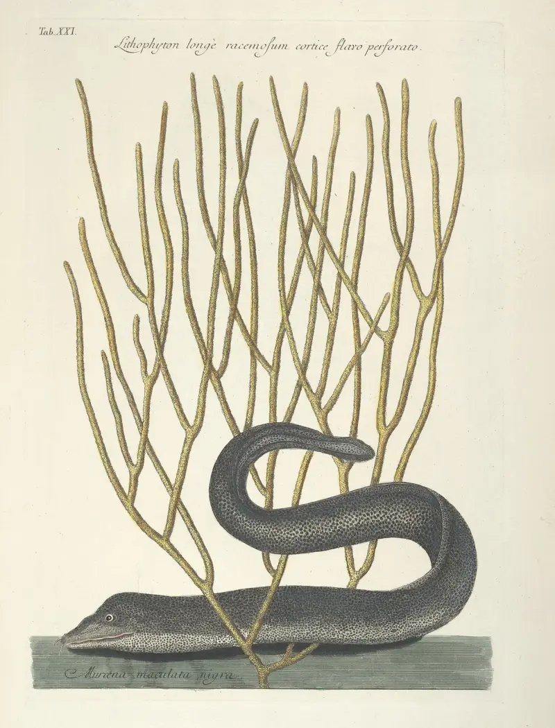 Piscium, serpentum, insectorum, aliorumque nonnullorum animalum nec non plantarum quarundam imagines Pl.021 av Mark Catesby