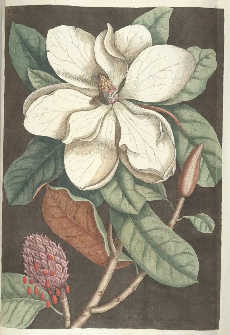 Piscium, serpentum, insectorum, aliorumque nonnullorum animalum nec non plantarum quarundam imagines Pl.061 av Mark Catesby