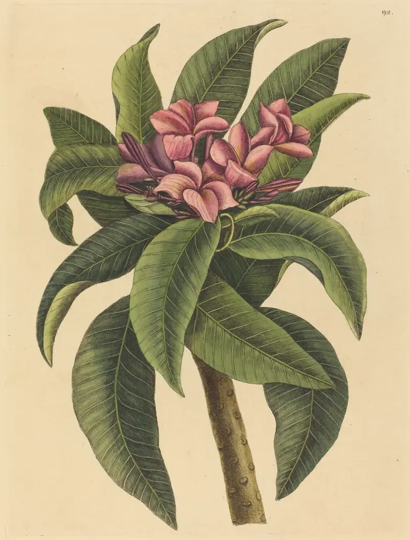 Rote Frangipani (Plumeria rubra) von Mark Catesby