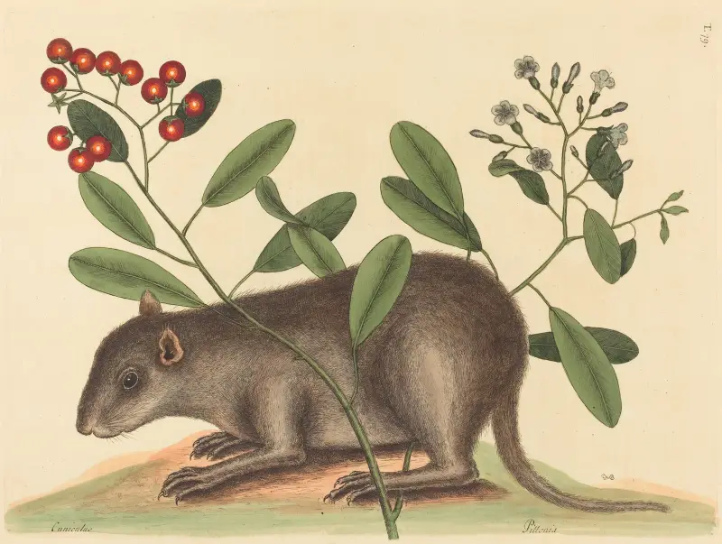 Bahamaharen (The Bahama Coney), Mark Catesby