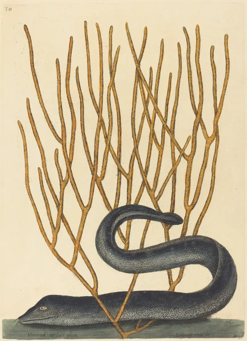 Černá muréna (Muraenae helenae varietas), Mark Catesby