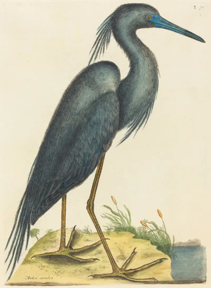 Der Blaue Reiher (Ardea coerulea) von Mark Catesby
