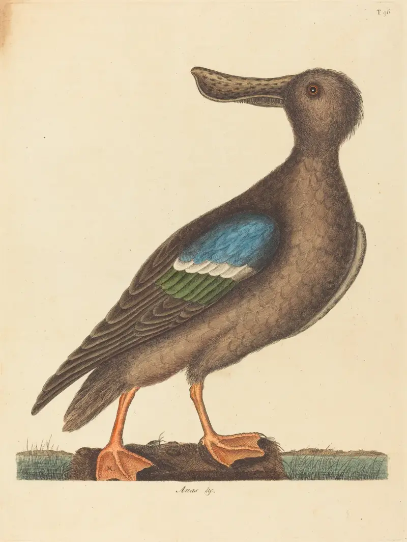 Der blauflügelige Löffler (Anas clypeata foemina) von Mark Catesby
