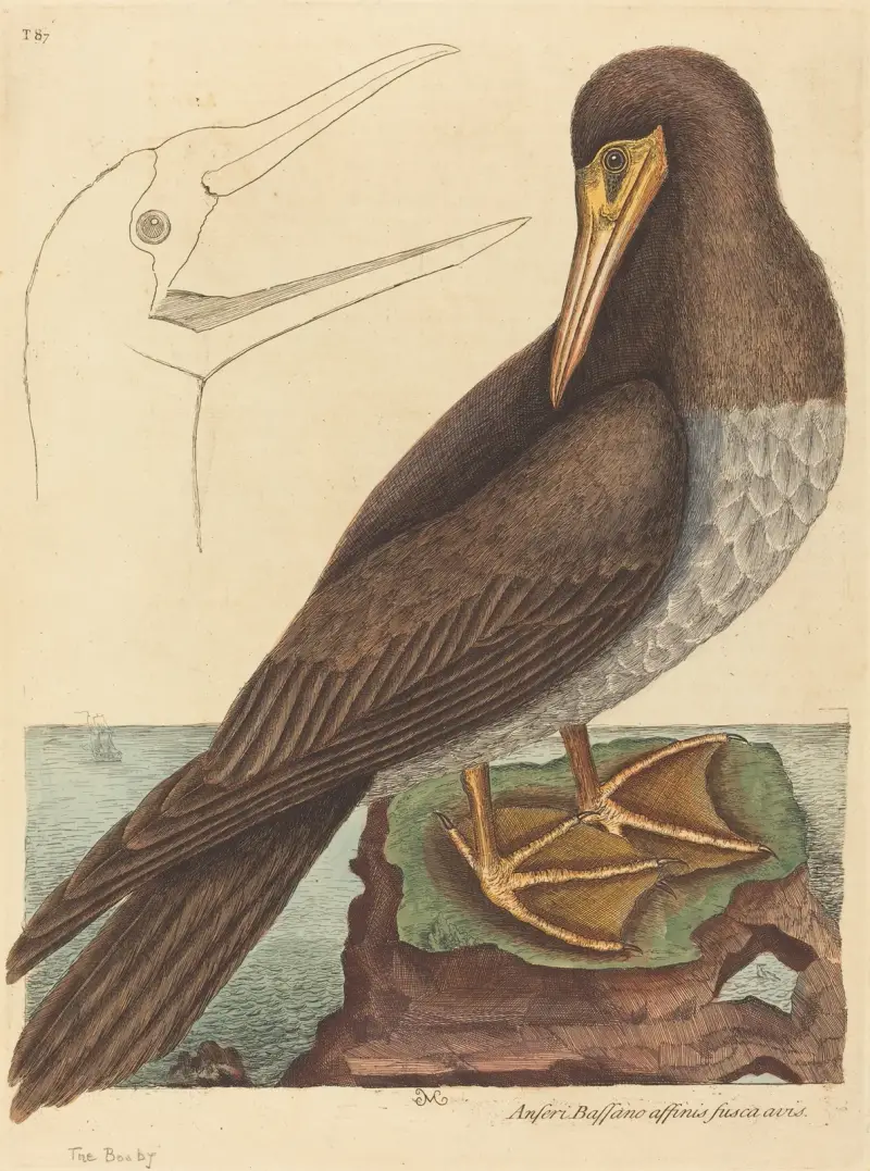 Głuptak (Pelecanus Sula), Mark Catesby