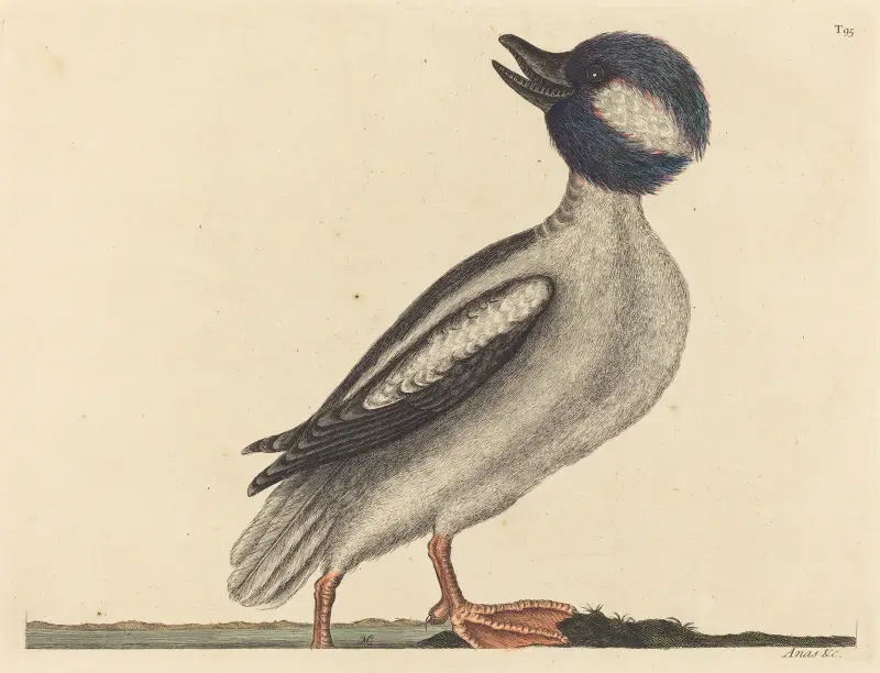 Kachna buvolí (Anas bucephala), Mark Catesby