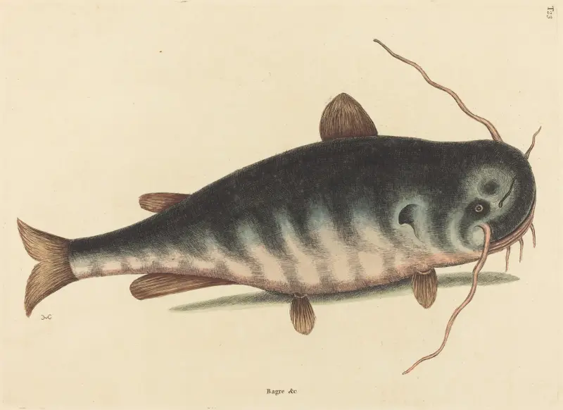 Der Katzenwels (Silurus catus) von Mark Catesby