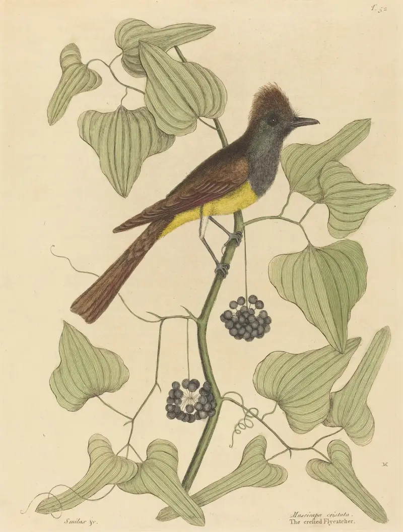 Chocholatý muchálek (Muscicapa cristata), Mark Catesby