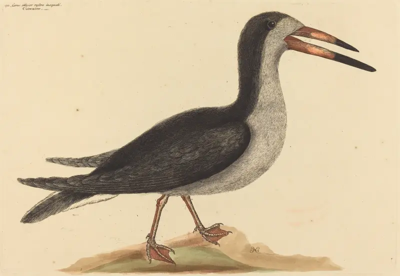 The Cutwater (Rhynchops nigra), Mark Catesby