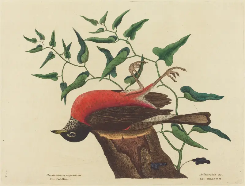 The Fieldfare of Carolina (Turdus migratorius) av Mark Catesby