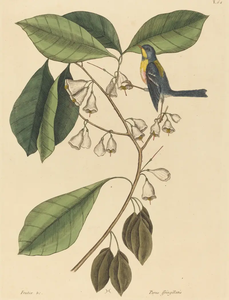 Pełzacz z rodziny łuszczakowatych (Parus americanus), Mark Catesby