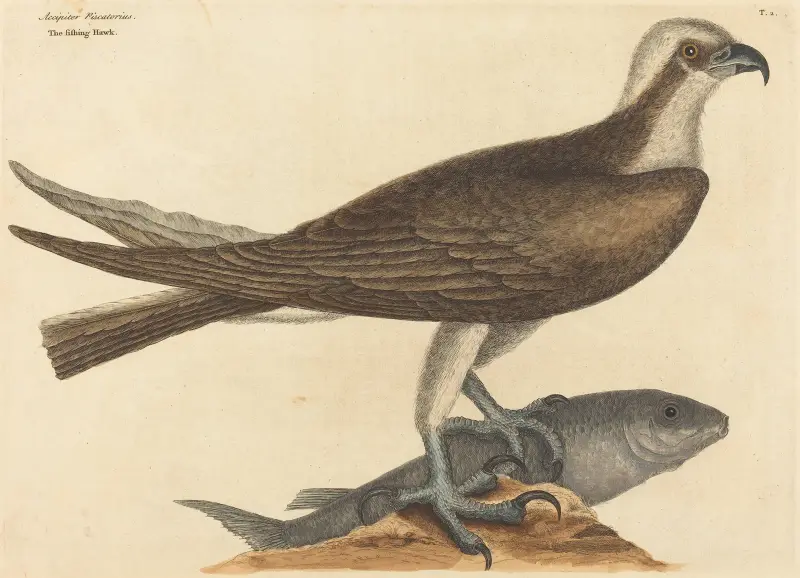 Rybářský jestřáb (The Fishing Hawk), Mark Catesby