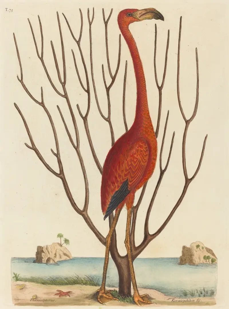 Plameňák (Phoenicopterus ruber), Mark Catesby