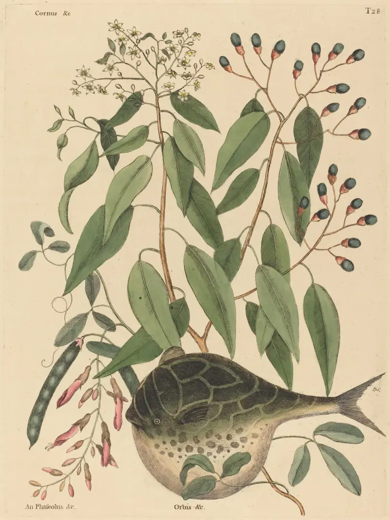 Klotfisken (Tetrodon lagocephalus), Mark Catesby