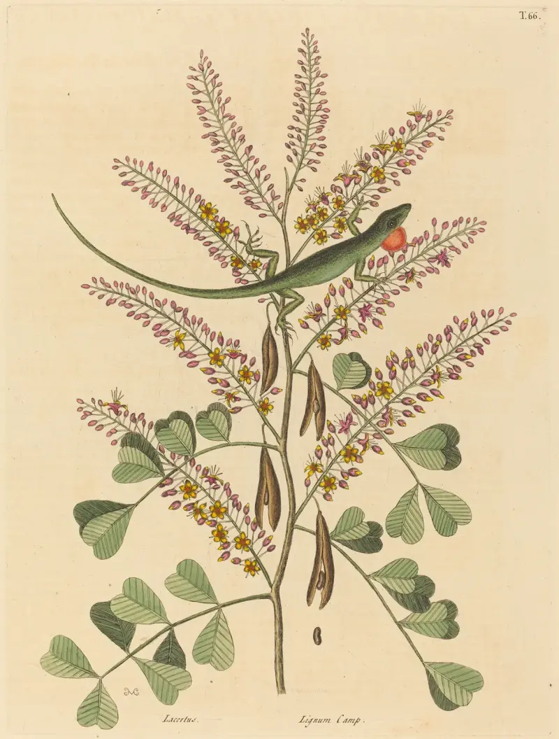 The Green Lizard of Jamaica (Lacerta bullaris) av Mark Catesby
