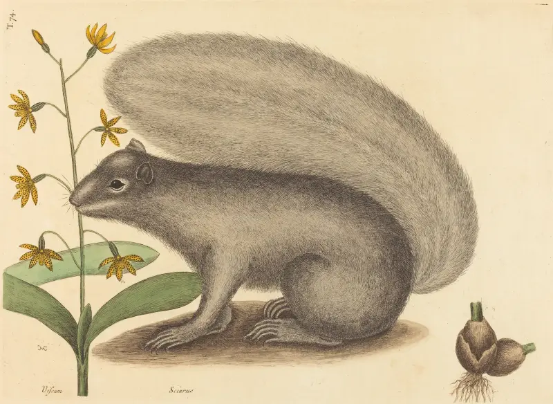 Šedá liščí veverka (Sciurus cinereus), Mark Catesby