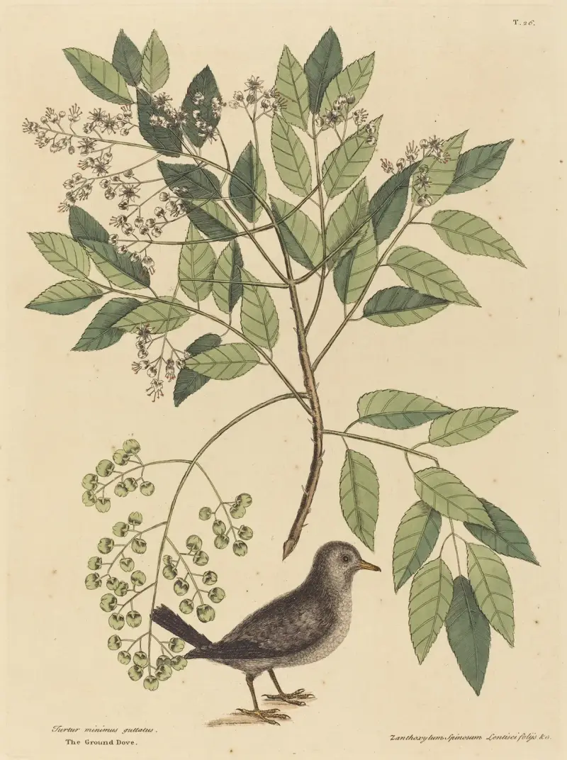 Markduvan (Columba passerina), Mark Catesby