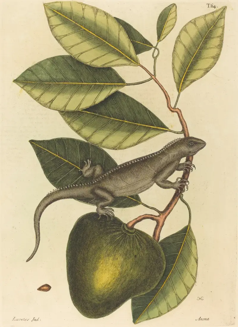 Leguanen (Lacerta Iguana), Mark Catesby