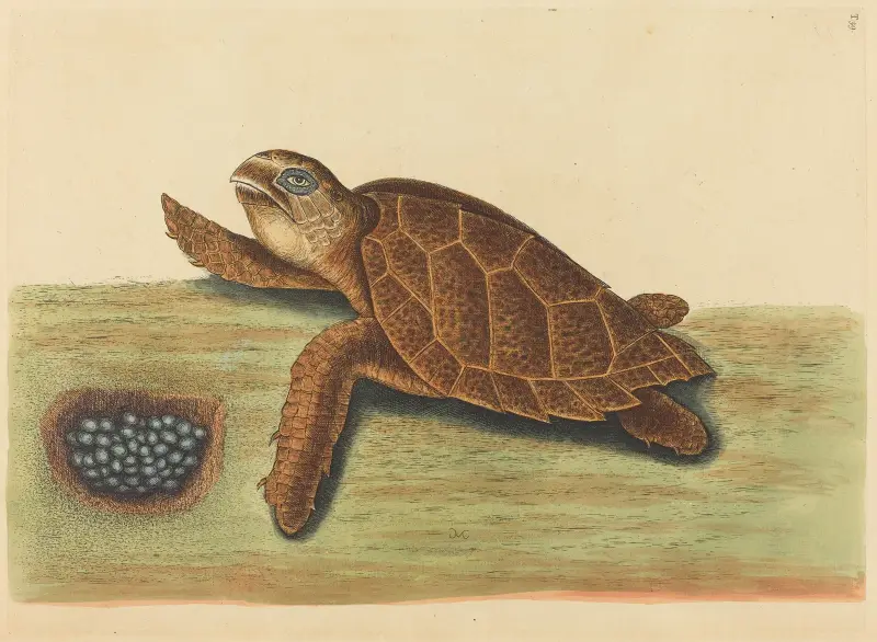 The Hawks-bill Turtle (Testudo caretta), Mark Catesby