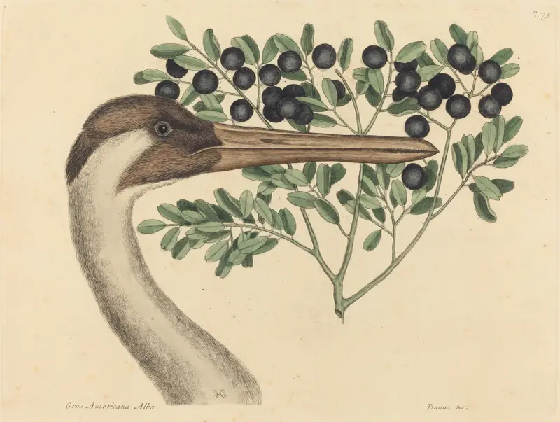 Der Schreikranich (Ardea Americana) von Mark Catesby