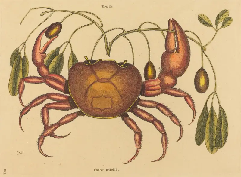 Die Landkrabbe (Cancer ruricola) von Mark Catesby