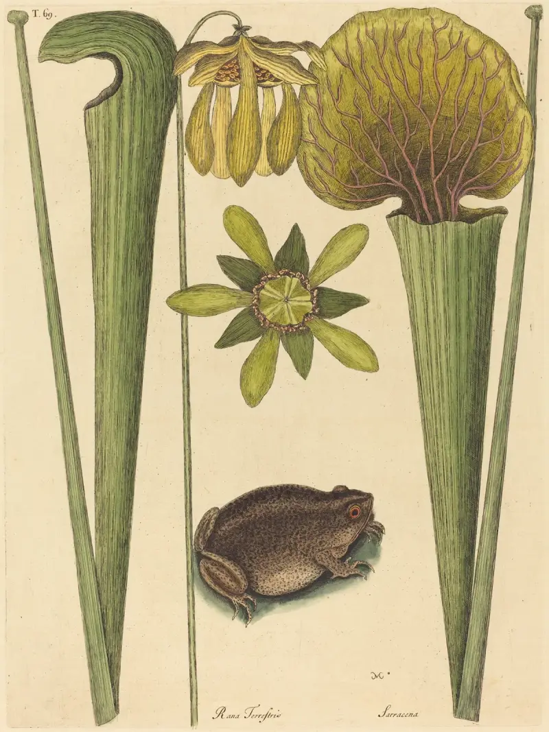Suchozemská žába (Rana), Mark Catesby
