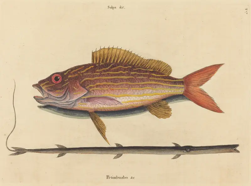 Lane-snapper (Sparus synagris), Mark Catesby