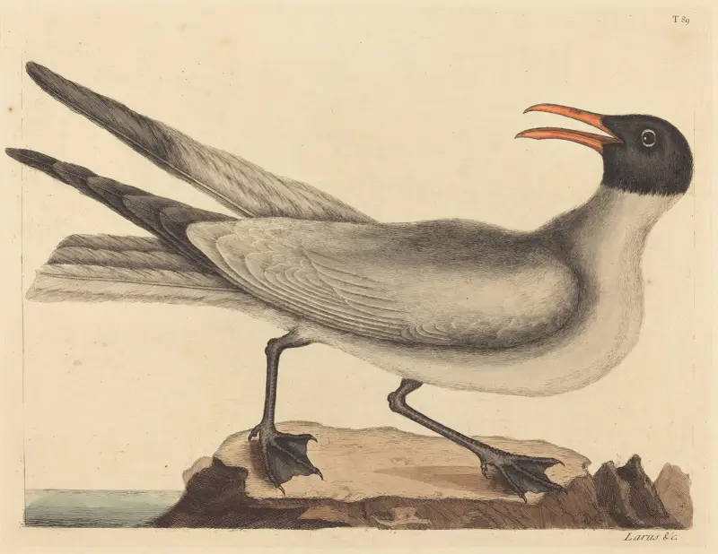 Racek smějící se (Larus atricilla), Mark Catesby