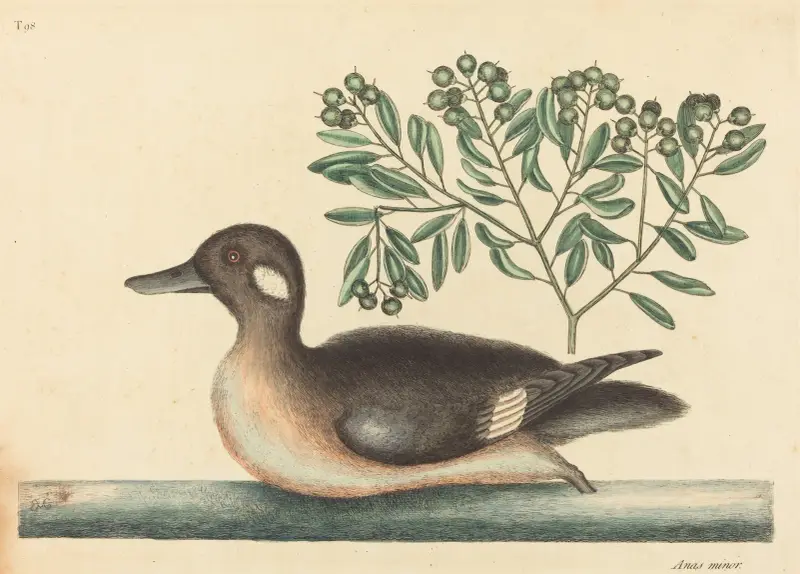 Mała brązowa kaczka (Anas rustica), Mark Catesby