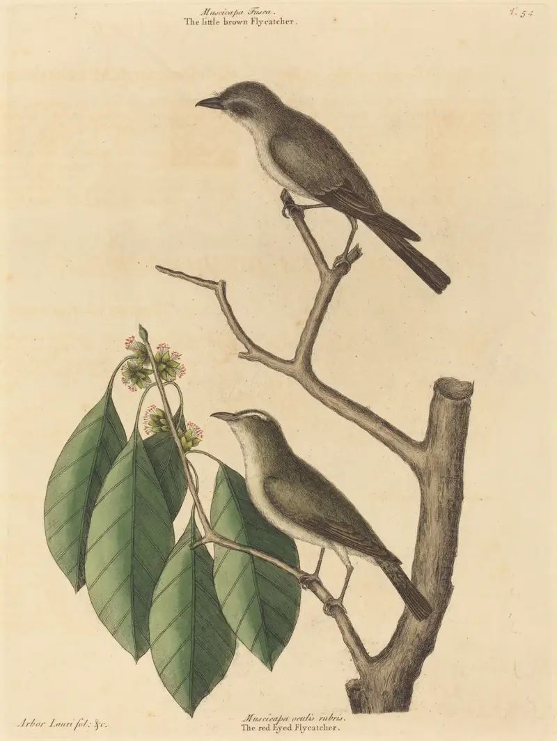 Mała brązowa muchołówka, Mark Catesby