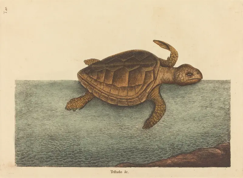 Karettsköldpaddan (Testudo Cavanna), Mark Catesby