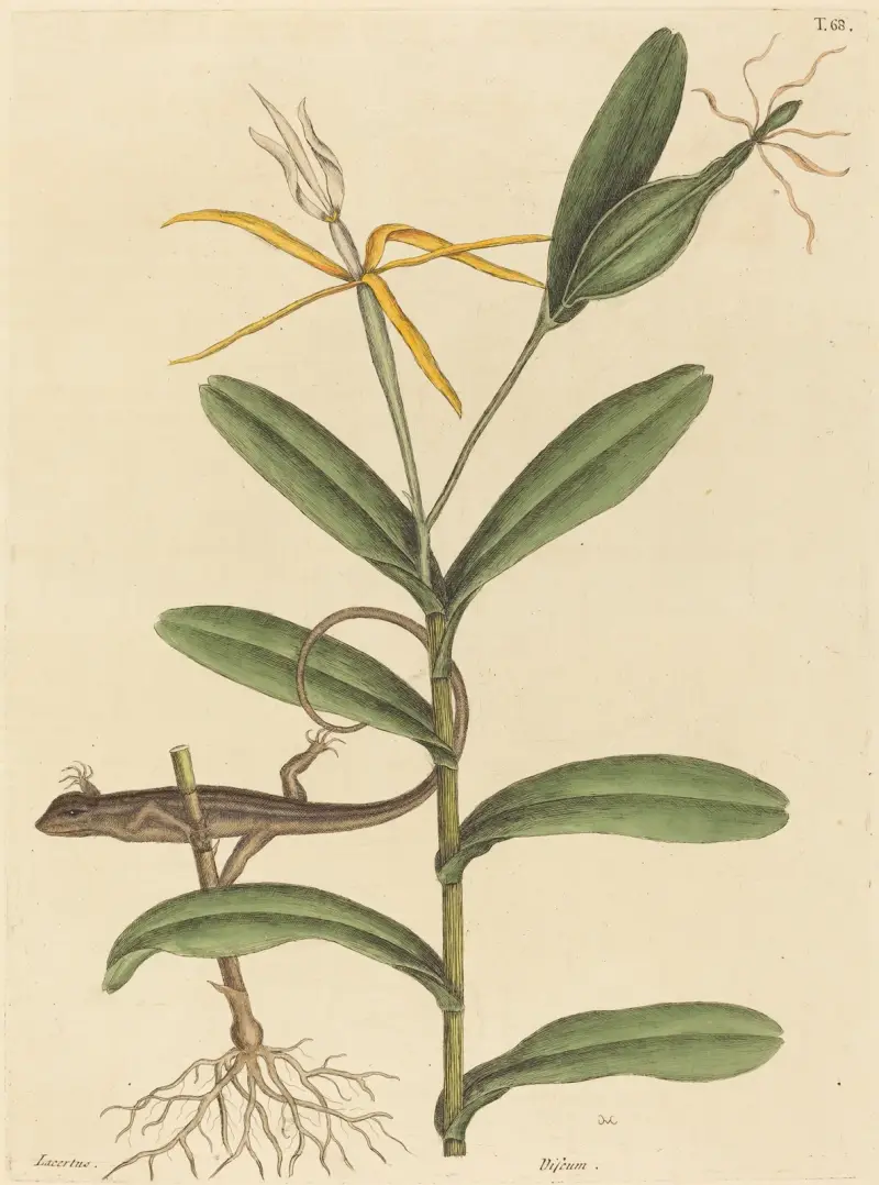 The Lyon Lizard (Lacerta 6-lineata), Mark Catesby