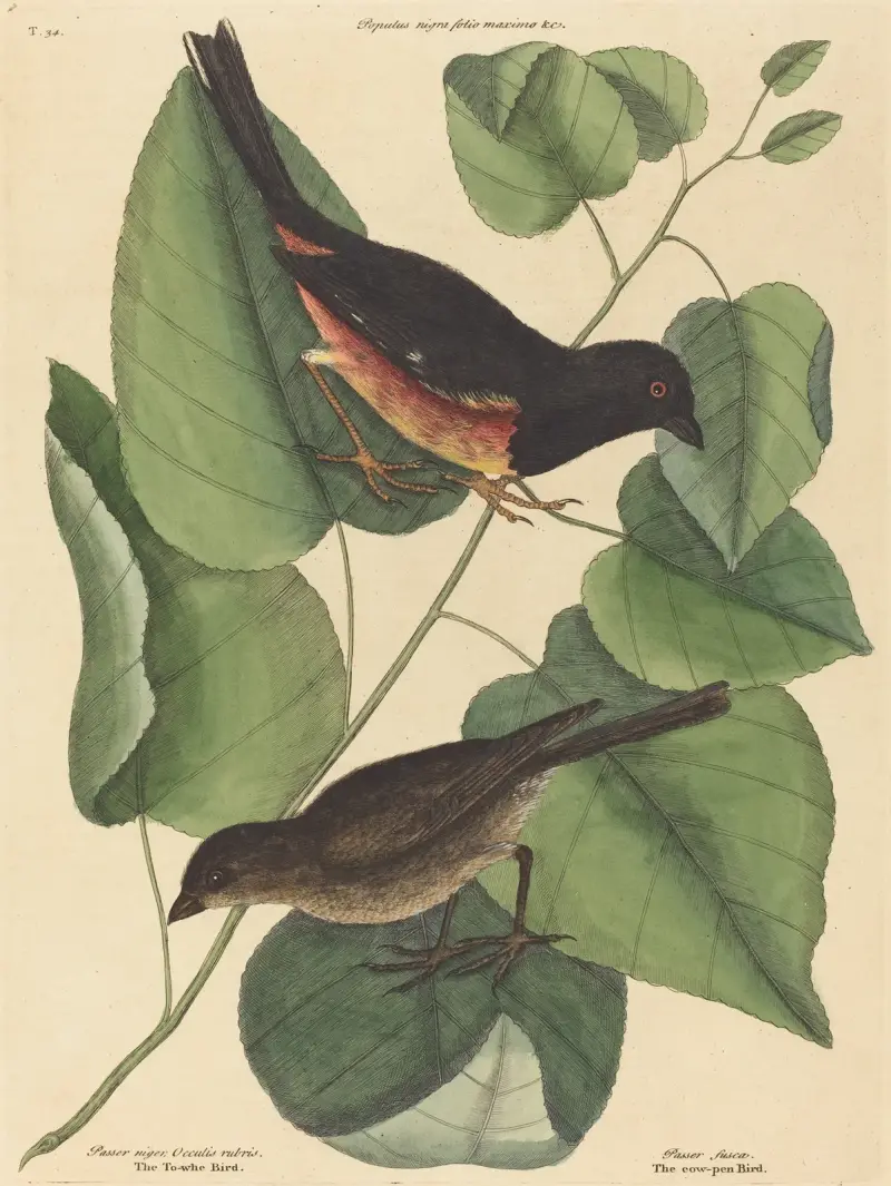 Tovhägern (Fringilla erythrophthalma), Mark Catesby