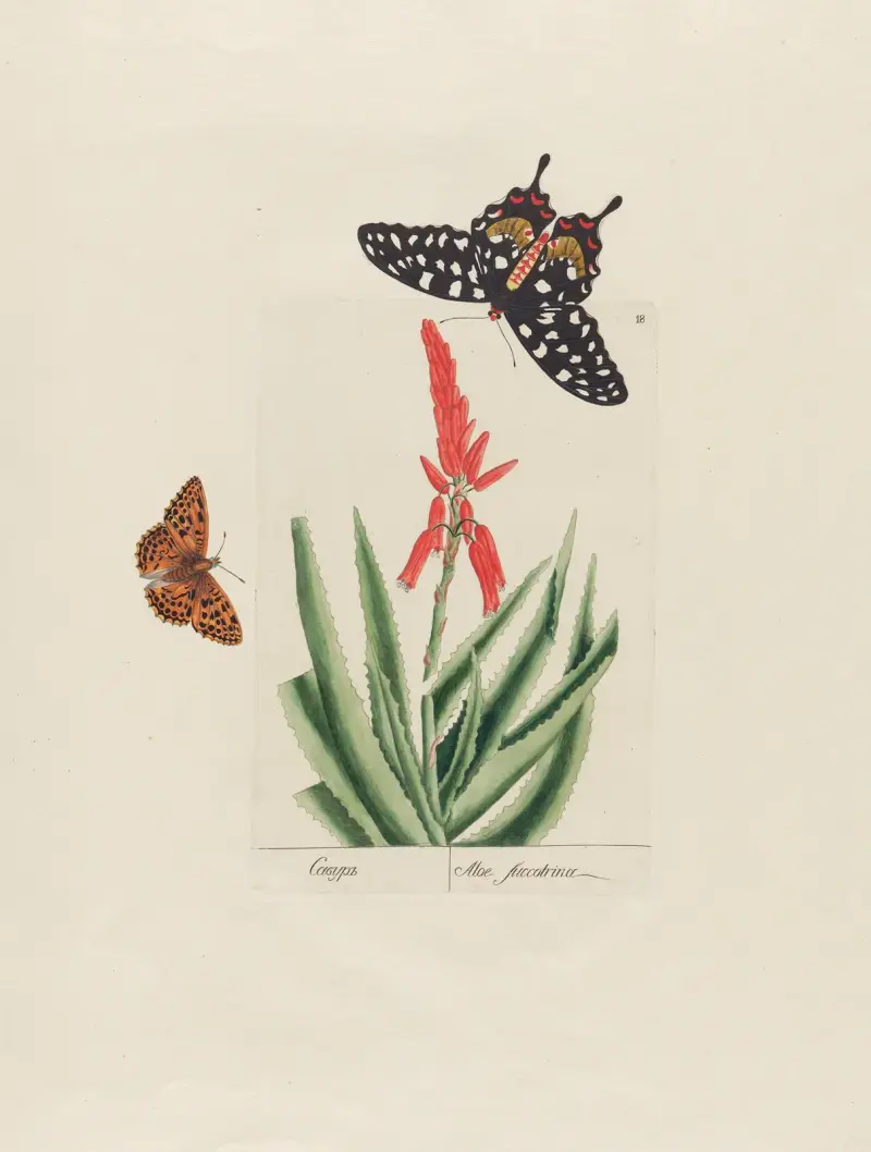Aloe succotrina von Petr Martynovich Gofman