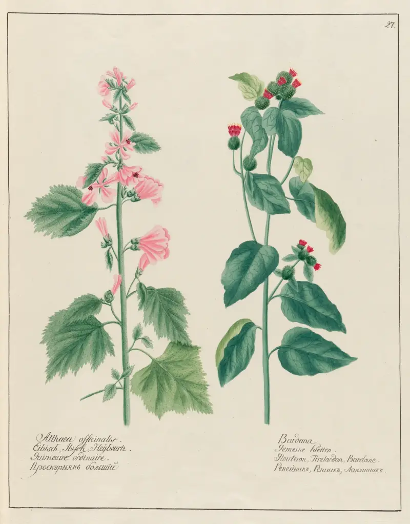 Althaea officinalis … [und] Bardana von Petr Martynovich Gofman