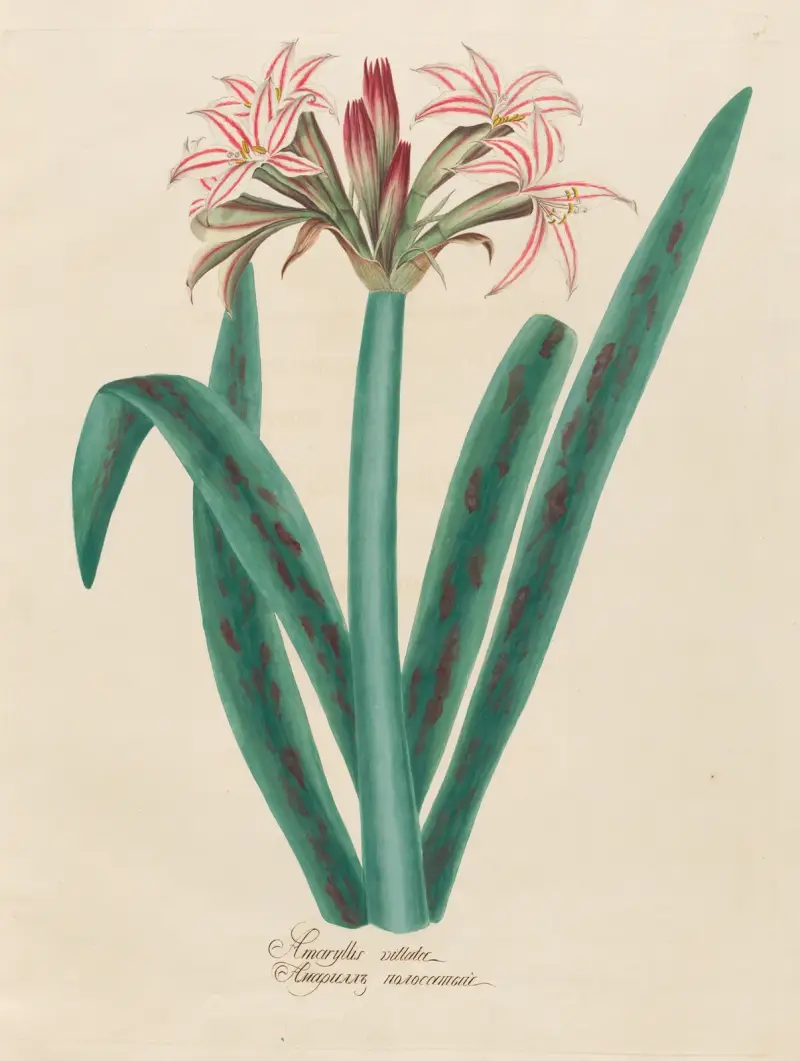 Amaryllis vittata av Petr Martynovich Gofman