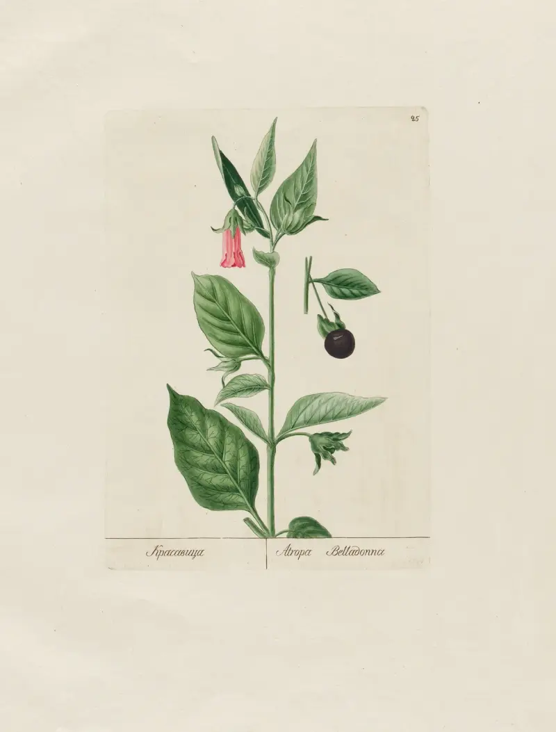 Atropa Belladonna av Petr Martynovich Gofman