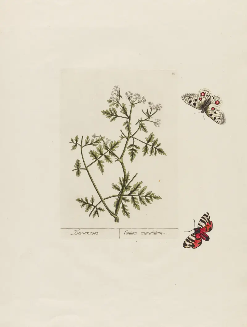 Conium maculatum, Petr Martynovich Gofman