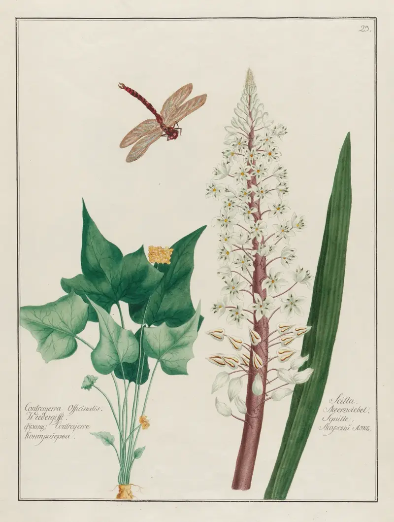 Contrayerva Officinalis … [and] Scilla av Petr Martynovich Gofman