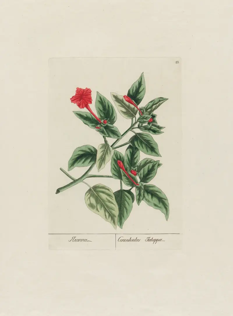 Convolvulus Jalappa, Petr Martynovich Gofman