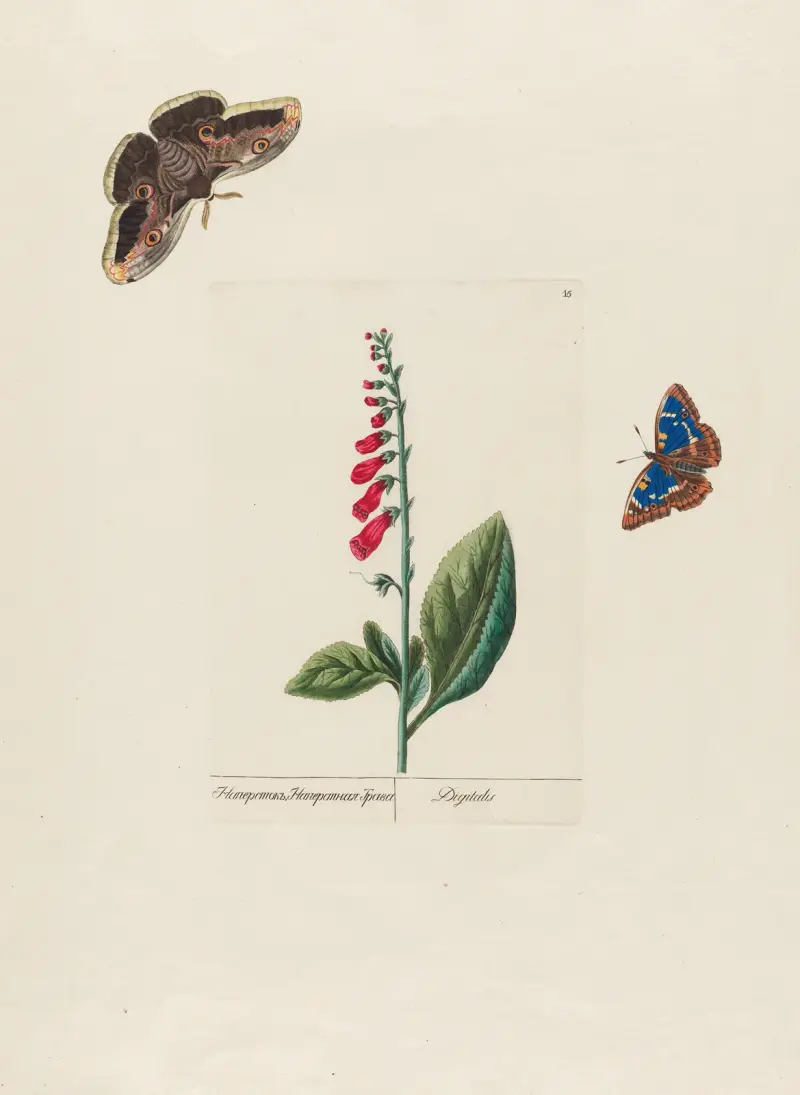 Digitalis von Petr Martynovich Gofman