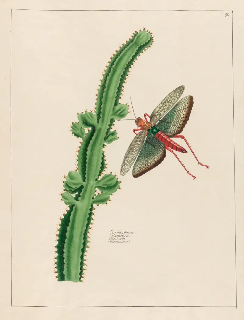 Euphorbium, Petr Martynovich Gofman