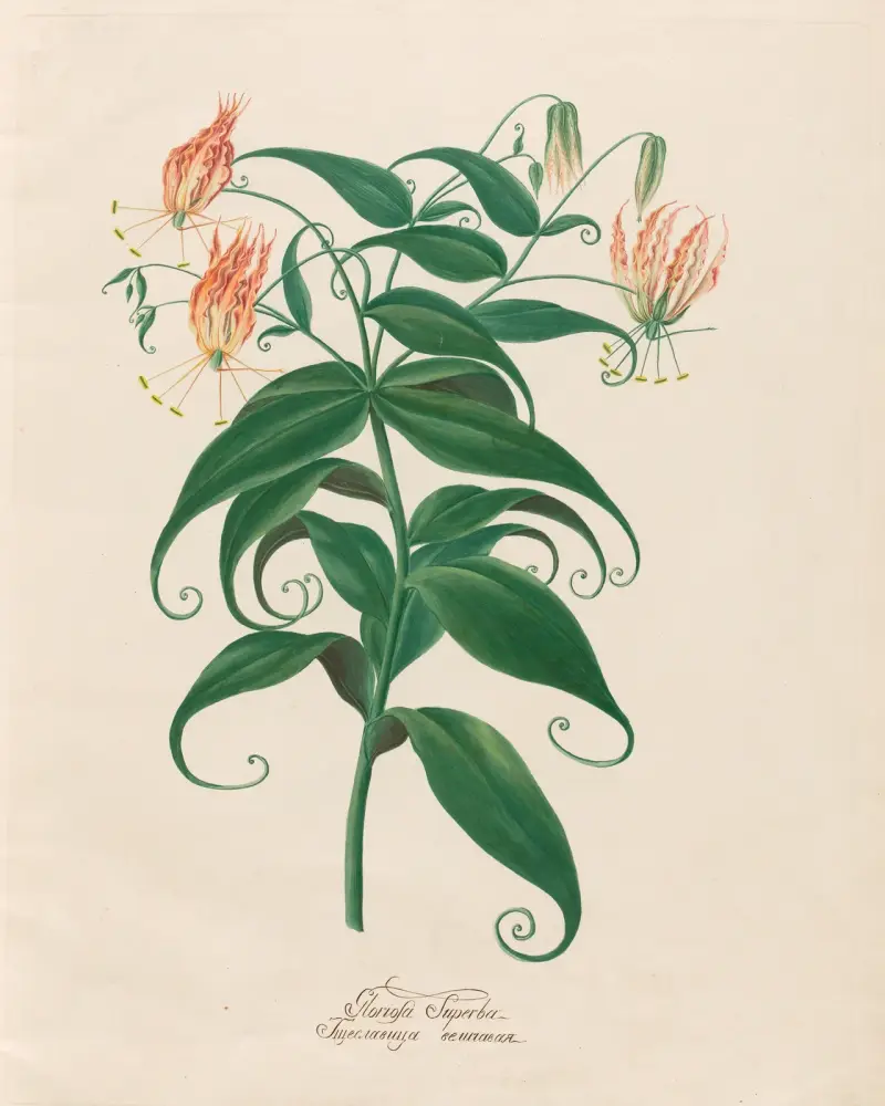 Gloriosa Superba, Petr Martynovich Gofman