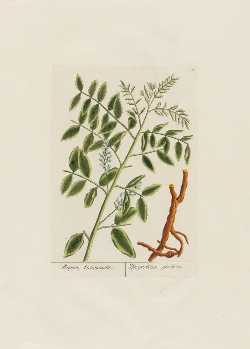 Glycyrrhiza glabra av Petr Martynovich Gofman