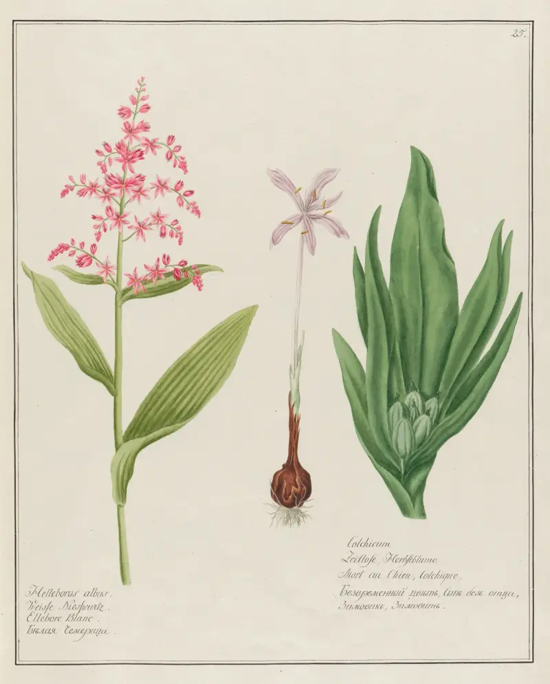 Helleborus albus … [and] Colchicum av Petr Martynovich Gofman