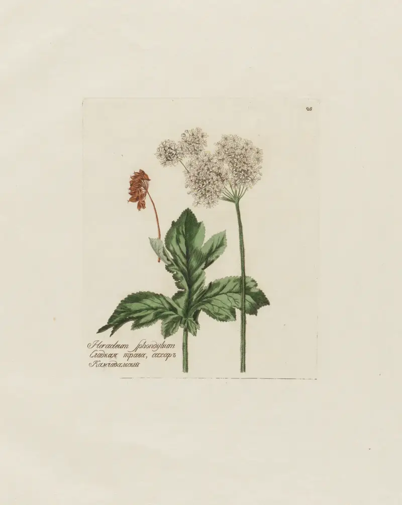 Heracleum Sphondylium av Petr Martynovich Gofman