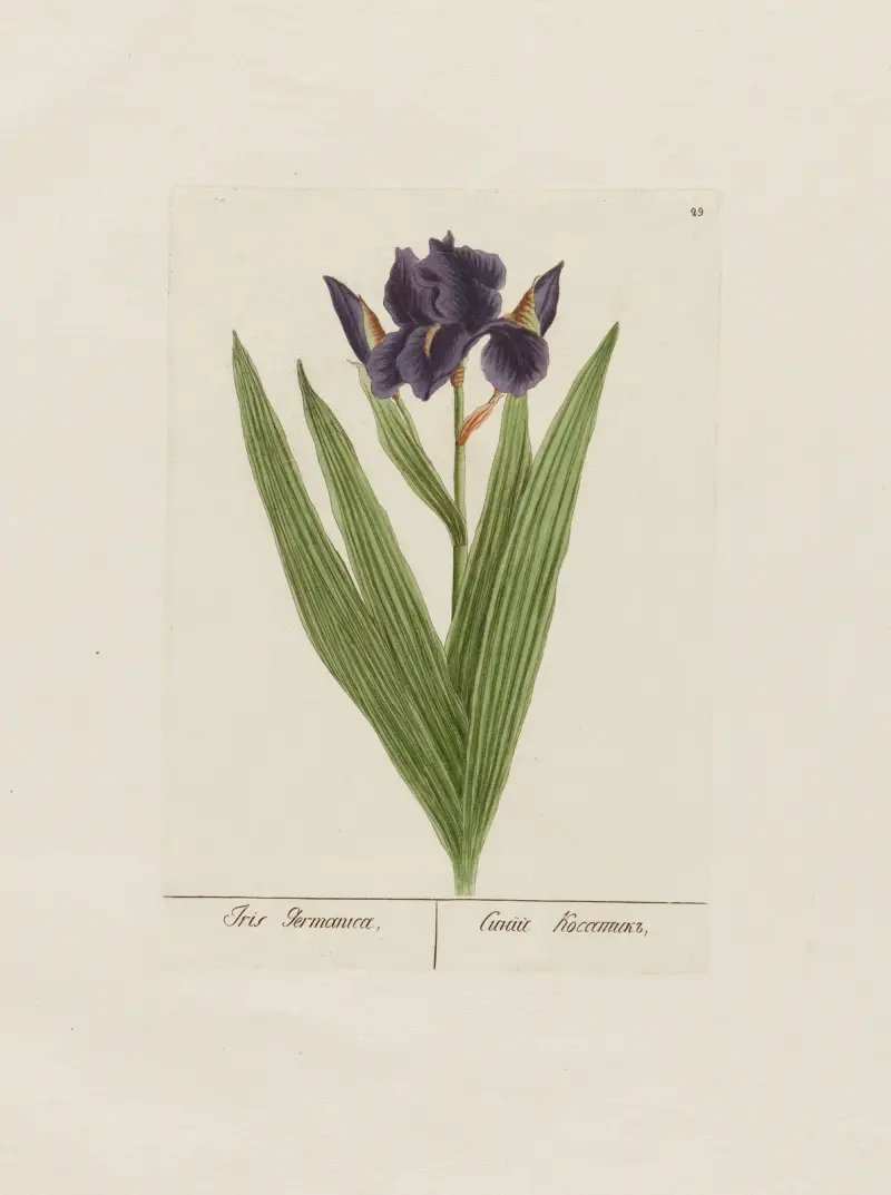 Iris Germanica, Petr Martynovich Gofman
